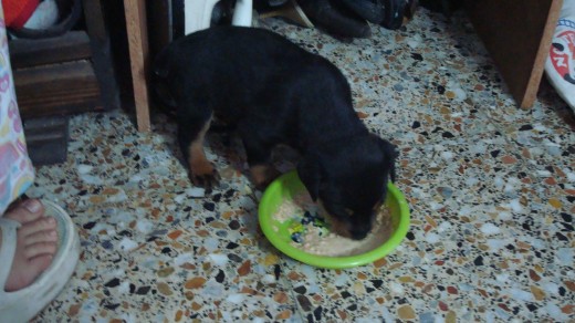 COMIENDO PAPILLA, DOS MESES